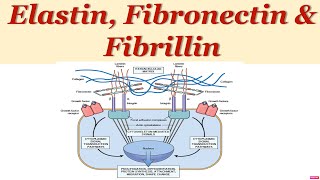 Elastin Fibronectins amp noncollagenous matrix proteins [upl. by Nylanaj]