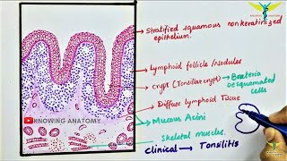 Histology of Palatine tonsil \Tonsil [upl. by Egroj]