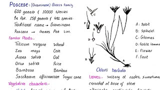 Family poaceae  Gramineae or Grass family  economic importance  class 11 [upl. by Emmerich]