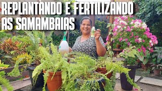 REPLANTANDO E FERTILIZANDO MINHAS SAMAMBAIAS REPLANTE E DICAS DE SAMAMBAIAS  ADUBAÇÃO DE SAMAMBAIA [upl. by Cruz]