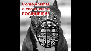 FOCINHEIRA Como ensinar o cão a usar [upl. by Aigneis931]