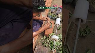 How to graft adenium Adenium grafting technic by Horticultureking kolkata Nursery [upl. by Oicaro]