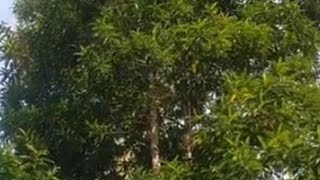 Rudraksha tree found at vaidya gangadharan nair home  thrithala palakkadu rudrakshahunter [upl. by Gilbart]