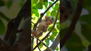 Baby Monkey learn how to climb through the tree [upl. by Suired]