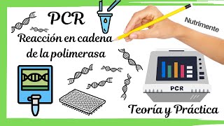 PCR Reacción en cadena de la polimerasa TEÓRICO Y PRÁCTICO [upl. by Hakon]