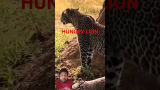 HUNGRY LION AND TIGER 🐯vlog lionsortvideo ytshort [upl. by Aire681]