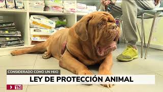 Dudas sobre la Ley de Bienestar animal ¿A qué estaremos obligados si tenemos mascota [upl. by Uball]