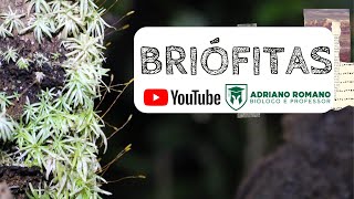 Tudo sobre Briófitas  Características gerais e Reprodução das Briófitas [upl. by Arrad303]