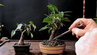 Keeping a Bonsai Tree Small Dec 2016 [upl. by Aettam]