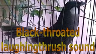 Blackthroated laughingthrush sound 13 [upl. by Atsylak]