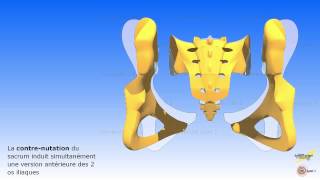 Les mouvements associés du sacrum avec los iliaque et le rachis lombaire [upl. by Ertsevlis]