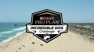 Incredible Dog Challenge 2024 Huntington Beach [upl. by Adiaj]