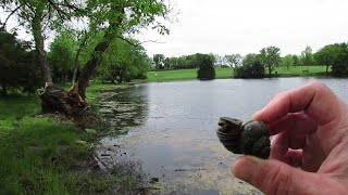 This Pond is Full of Mystery Snails [upl. by Wilona]