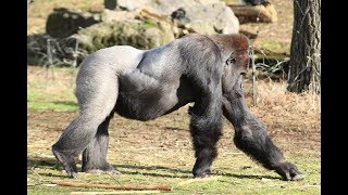 Safaripark Beekse Bergen gorillas en buren [upl. by Eugaet]