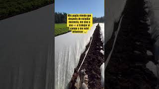 Campesina orgullosamente 🥹🫰🏼👩🏻‍🌾 agriculture automobile parati fyp usa viralvideo humor [upl. by Burkhart]