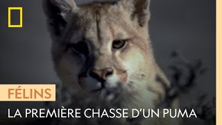 Un jeune puma chasse son premier guanaco [upl. by Elleda]