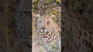 Lost an Eye in Battle Oneeyed Leopard wildlife animals africa [upl. by Aroled]