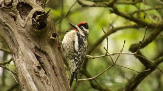 Yellowbellied sapsucker [upl. by Maxey70]