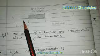 Euchromatin and heterochromatin hpu msc botany [upl. by Brooks]