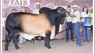 Casaray Ranch  2024 WASHINGTON COUNTY FAIR OPEN BRAHMAN SHOW [upl. by Gerdi]