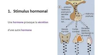 ENDOCRINOLOGIE Contrôle du système endocrinien [upl. by Oby]