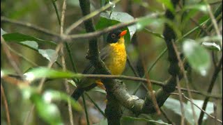 Yellowthroated NightingaleThrush Singing in the Rain [upl. by Elmo]