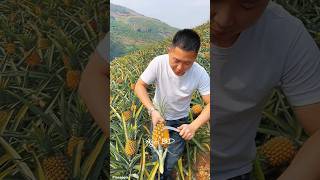 Pineapple fruit fruits fruitcutting pineapple pineapplecutting agriculture agri foryou [upl. by Assirralc]