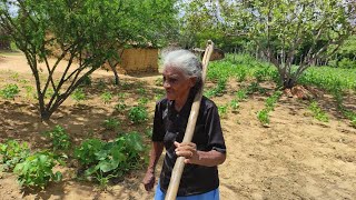 UM DIA ESPECIAL NA ROÇA COM DONA MARIA SILVINO UMA MULHER GUERREIRA DO SERTÃO NORDESTINO BRASILEIRO [upl. by Nanam806]