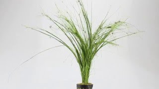 Eleocharis vivipara umbrella hairgrass  Aqua Essentials [upl. by Lseil]