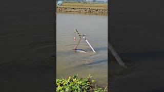 😲Amazing Hook Fishing With Chicken ✅Part12 shorts memancing ayam ikan hooksfishing [upl. by Aydan]