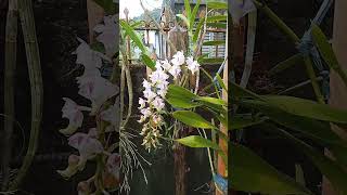 ORCHIDS Aerides lawrenceae [upl. by Ecaroh]