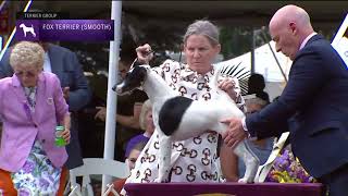 Fox Terriers Smooth  Breed Judging 2022 [upl. by Ennazus]