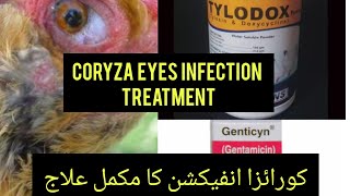 Coryza in chickens  Signs  Symptoms  Cleaning the eyes [upl. by Shani]