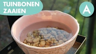 Tuinbonen zaaien in het najaar  ANGELO  Tuintip 11 [upl. by Nnylsaj887]