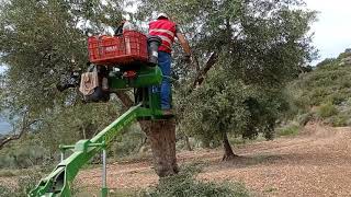 PODA DE OLIVOS EN ESTADILLA [upl. by Ertsevlis]