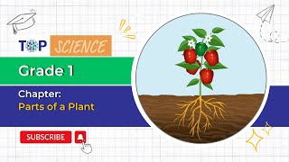 Grade  1 Science  Plants Around Us  Parts of a Plant [upl. by Waterman347]