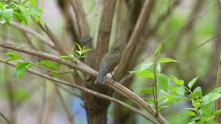 红胁蓝尾鸲 Redflanked Bluetail [upl. by Ssilem545]