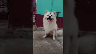 spitz petlover dog youtubeshorts youtube dog all Spitz puppy Available pets doglover dog [upl. by Ferrand533]