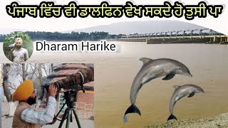 Indus River Dolphin in Beas River Punjab [upl. by Thurston449]