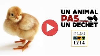 Broyage des poussins dans un couvoir en France  2014 [upl. by Opportuna835]