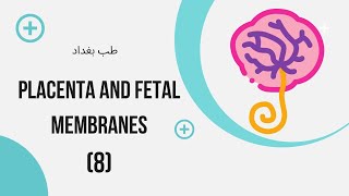 Embryology placenta and fetal membranes 8 [upl. by Yenffad]