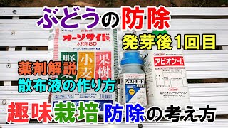 ぶどうの防除1回目 殺菌剤と殺虫剤を散布 ＆ ぶどう防除に対するスタンスについて [upl. by Relyat]