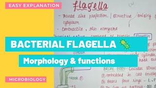 BACTERIAL FLAGELLA  STRUCTURE amp MOTILITY  FUNCTION BACTERIAL MORPHOLOGY  TYPES OF FLAGELLA [upl. by Lange730]