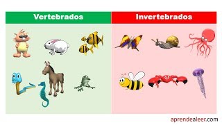 Ejemplos de animales vertebrados e invertebrados para niños [upl. by Laurens]