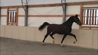 2022 Dutch gelding by Hightanium x Heidi LNZ  Sirkos [upl. by Rosenwald913]