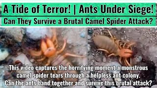 Ants Under Siege Can They Survive a Brutal Camel Spider Attack [upl. by Kroo]