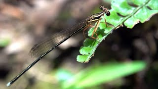 20240714  新山夢湖  環紋琵蟌 Pseudocopera ciliata 未熟雌 [upl. by Zolnay]