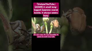 ASMR A small longlegged Japanese scarab beetle It always seems busy sdgs asmrsounds ytshorts [upl. by Atinrahs446]