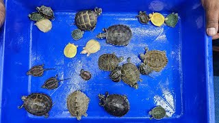 Turtle Shop Karnataka Aquarium [upl. by Nnaeed]