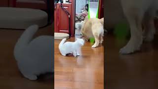 Cat vs Dog cat [upl. by Weidman390]